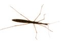 Hydrometra stagnorum